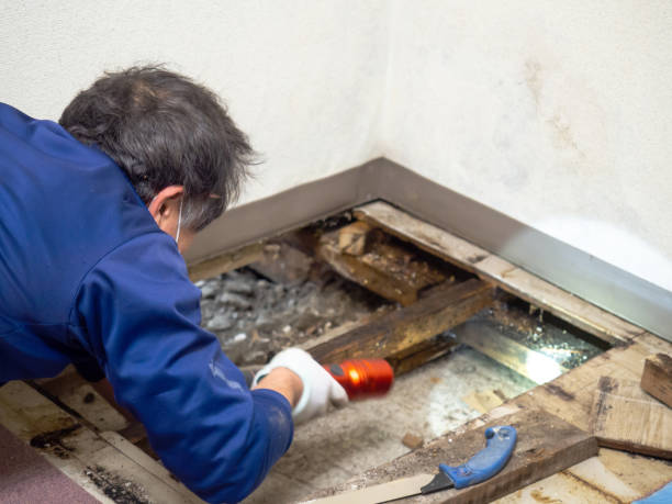 Best Health and Safety Mold Remediation in Zapata, TX