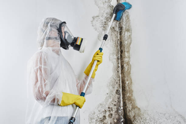 Best Industrial Mold Remediation in Zapata, TX