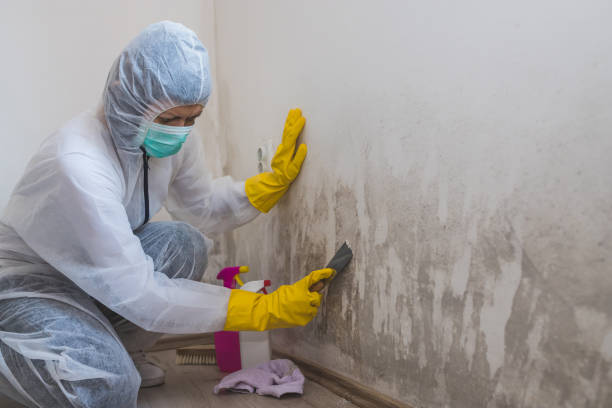 Best Basement Mold Remediation in Zapata, TX