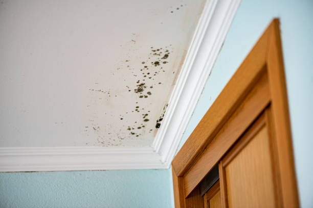 Best Attic Mold Remediation in Zapata, TX