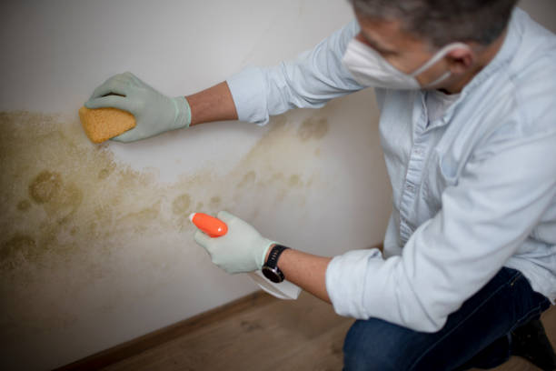 Best Attic Mold Remediation in Zapata, TX