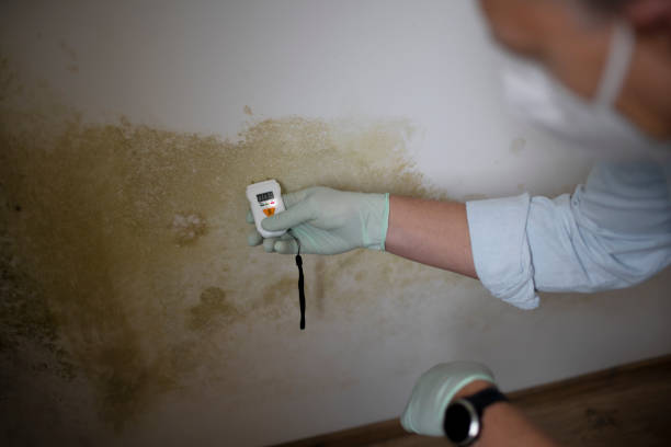 Best DIY Mold Remediation Support Services in Zapata, TX