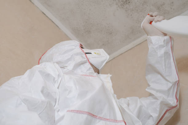 Best Commercial Mold Remediation in Zapata, TX
