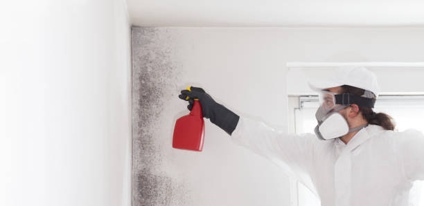 Best DIY Mold Remediation Support Services in Zapata, TX