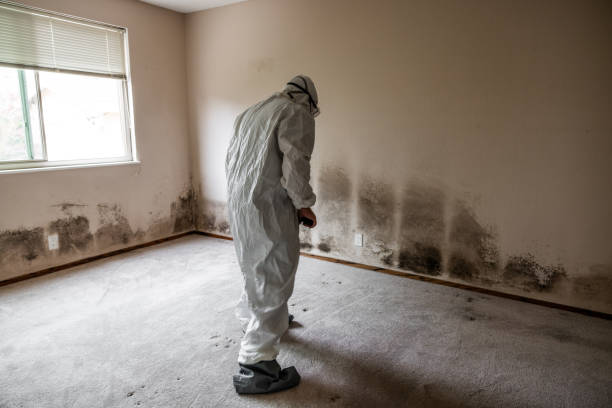 Best Commercial Mold Remediation in Zapata, TX
