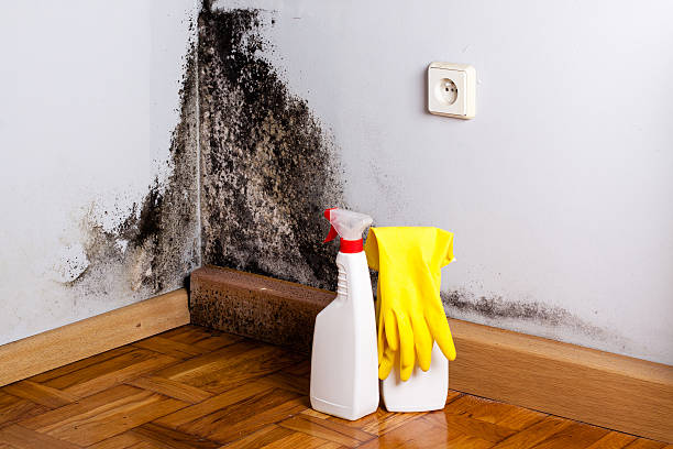 Best DIY Mold Remediation Support Services in Zapata, TX