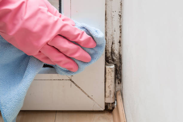 Best Preventive Mold Services in Zapata, TX